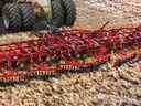 Sunflower Fallow Tillage