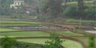 Rice fields